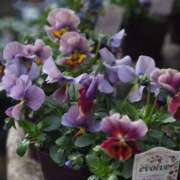 ヒメ日記 2025/01/18 10:13 投稿 みこと 奥様の実話 梅田店