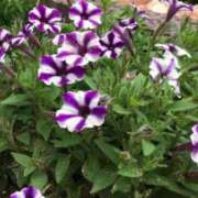 ヒメ日記 2025/02/02 09:03 投稿 みこと 奥様の実話 梅田店