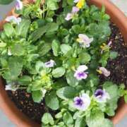 ヒメ日記 2025/02/15 10:01 投稿 みこと 奥様の実話 梅田店