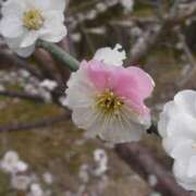 ヒメ日記 2025/03/09 08:41 投稿 みこと 奥様の実話 梅田店
