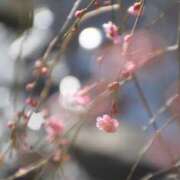 ヒメ日記 2025/03/11 08:50 投稿 みこと 奥様の実話 梅田店