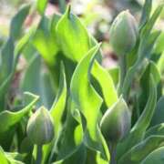 ヒメ日記 2025/03/13 08:51 投稿 みこと 奥様の実話 梅田店