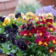 ヒメ日記 2025/03/17 09:21 投稿 みこと 奥様の実話 梅田店