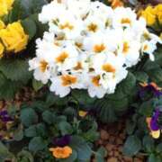 ヒメ日記 2025/03/18 08:48 投稿 みこと 奥様の実話 梅田店