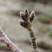 ヒメ日記 2025/03/19 08:57 投稿 みこと 奥様の実話 梅田店