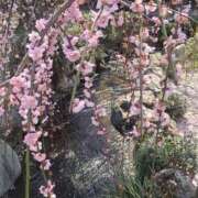 ヒメ日記 2025/03/24 09:31 投稿 みこと 奥様の実話 梅田店