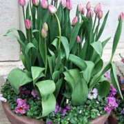 ヒメ日記 2025/03/26 08:54 投稿 みこと 奥様の実話 梅田店