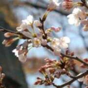 ヒメ日記 2025/03/27 08:47 投稿 みこと 奥様の実話 梅田店