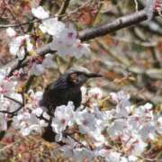 ヒメ日記 2025/03/31 10:11 投稿 みこと 奥様の実話 梅田店