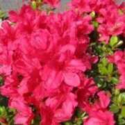 ヒメ日記 2025/04/11 08:57 投稿 みこと 奥様の実話 梅田店