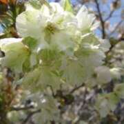 ヒメ日記 2025/04/15 08:52 投稿 みこと 奥様の実話 梅田店