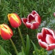 ヒメ日記 2025/04/22 09:09 投稿 みこと 奥様の実話 梅田店