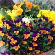 ヒメ日記 2025/04/23 08:55 投稿 みこと 奥様の実話 梅田店