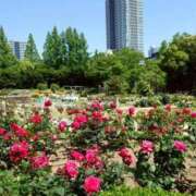 ヒメ日記 2025/05/15 10:18 投稿 みこと 奥様の実話 梅田店