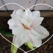 ヒメ日記 2025/05/21 09:03 投稿 みこと 奥様の実話 梅田店