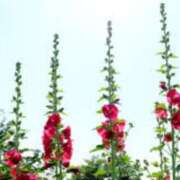 ヒメ日記 2025/05/26 08:56 投稿 みこと 奥様の実話 梅田店