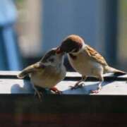 ヒメ日記 2025/05/30 08:55 投稿 みこと 奥様の実話 梅田店