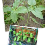 ヒメ日記 2025/06/02 10:09 投稿 みこと 奥様の実話 梅田店