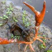 ヒメ日記 2025/06/04 08:59 投稿 みこと 奥様の実話 梅田店