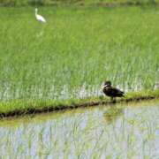 ヒメ日記 2025/06/05 08:57 投稿 みこと 奥様の実話 梅田店
