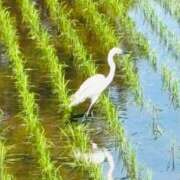 ヒメ日記 2025/06/08 09:02 投稿 みこと 奥様の実話 梅田店