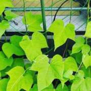 ヒメ日記 2025/06/09 09:15 投稿 みこと 奥様の実話 梅田店