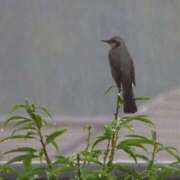 ヒメ日記 2025/06/11 09:06 投稿 みこと 奥様の実話 梅田店