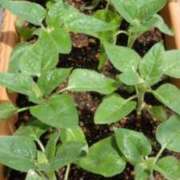 ヒメ日記 2025/06/19 08:53 投稿 みこと 奥様の実話 梅田店