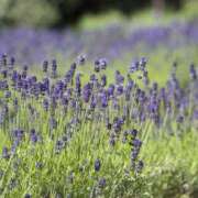 ヒメ日記 2025/06/22 08:13 投稿 みこと 奥様の実話 梅田店