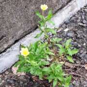 ヒメ日記 2025/06/29 09:57 投稿 みこと 奥様の実話 梅田店