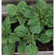 ヒメ日記 2025/06/30 08:59 投稿 みこと 奥様の実話 梅田店