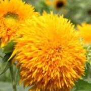 ヒメ日記 2025/07/04 08:54 投稿 みこと 奥様の実話 梅田店