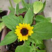 ヒメ日記 2025/07/05 09:05 投稿 みこと 奥様の実話 梅田店