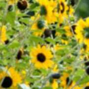 ヒメ日記 2025/08/05 09:01 投稿 みこと 奥様の実話 梅田店