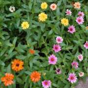 ヒメ日記 2025/08/12 08:51 投稿 みこと 奥様の実話 梅田店