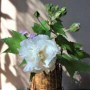 ヒメ日記 2025/08/16 09:02 投稿 みこと 奥様の実話 梅田店