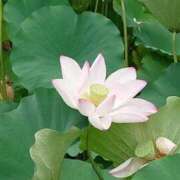 ヒメ日記 2025/08/19 08:49 投稿 みこと 奥様の実話 梅田店