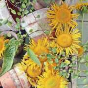 ヒメ日記 2025/08/22 08:55 投稿 みこと 奥様の実話 梅田店