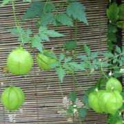 ヒメ日記 2025/08/23 10:08 投稿 みこと 奥様の実話 梅田店