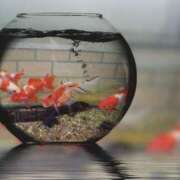 ヒメ日記 2025/08/25 10:26 投稿 みこと 奥様の実話 梅田店