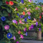 ヒメ日記 2025/08/27 08:55 投稿 みこと 奥様の実話 梅田店