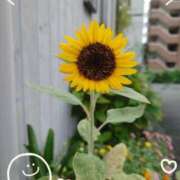 ヒメ日記 2025/08/29 08:58 投稿 みこと 奥様の実話 梅田店