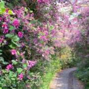 ヒメ日記 2025/09/03 09:04 投稿 みこと 奥様の実話 梅田店