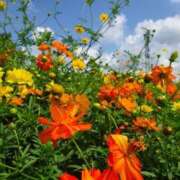 ヒメ日記 2025/09/14 07:53 投稿 みこと 奥様の実話 梅田店