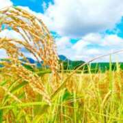 ヒメ日記 2025/09/20 08:47 投稿 みこと 奥様の実話 梅田店