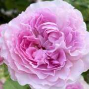 ヒメ日記 2025/10/31 17:40 投稿 みこと 奥様の実話 梅田店