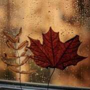 ヒメ日記 2025/11/09 10:12 投稿 みこと 奥様の実話 梅田店