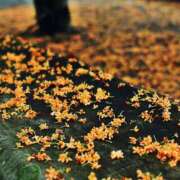 ヒメ日記 2025/11/10 09:50 投稿 みこと 奥様の実話 梅田店