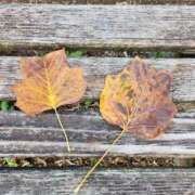 ヒメ日記 2025/11/16 09:16 投稿 みこと 奥様の実話 梅田店