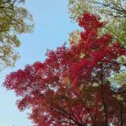 ヒメ日記 2025/11/22 10:03 投稿 みこと 奥様の実話 梅田店